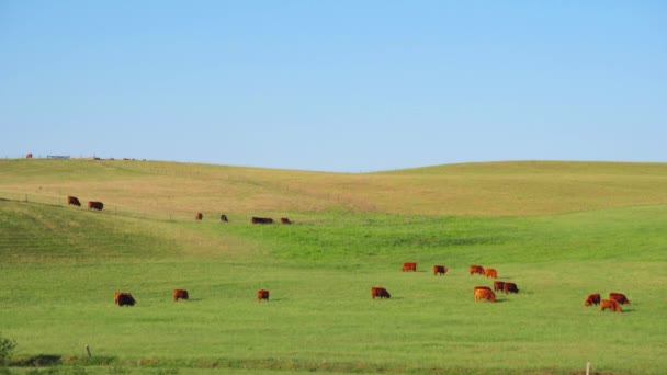 红色的苏格兰奶牛在草地上吃草 — 图库视频影像
