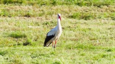 Leylek gagasını tıklar