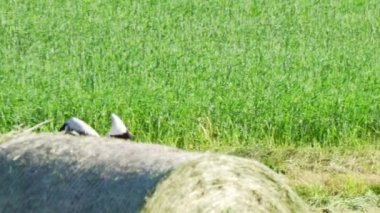 Leylek süzülür ve tarlanın üzerinde uçar