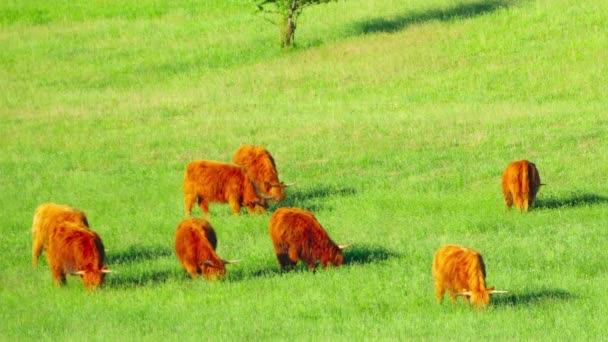 Rode Schotse Koeien Grazen Weide — Stockvideo