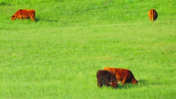 赤いスコットランドの牛は牧草地で放牧する — ストック動画