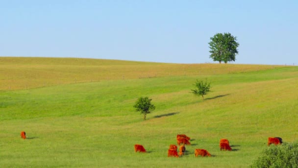 Mucche Rosse Scozzesi Pascolano Nel Prato — Video Stock