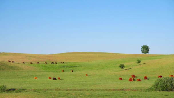 Rote Schottische Kühe Grasen Auf Der Weide — Stockvideo