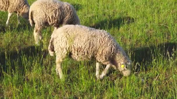 Sheep Grazing Meadow — Stock Video