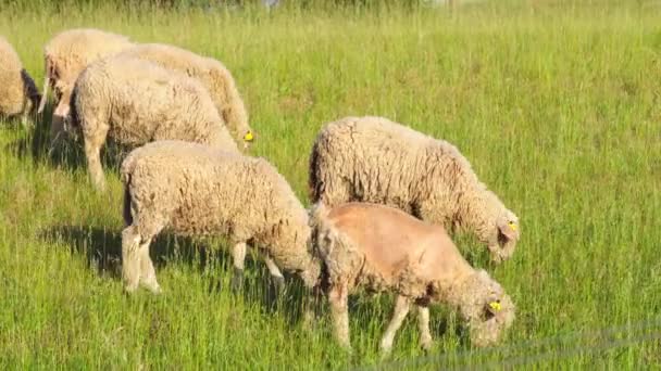 Sheep Grazing Meadow — Stock Video