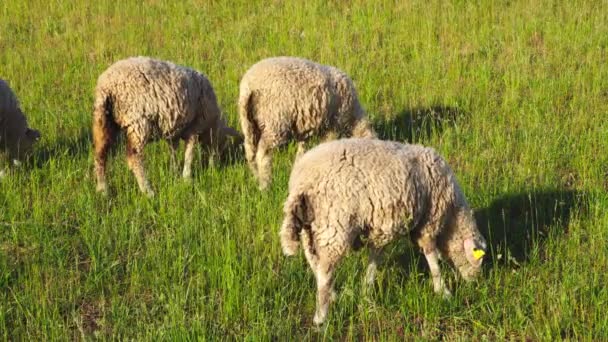 Sheep Grazing Meadow — Stock Video
