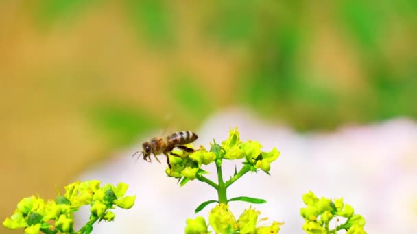 Μέλισσες Συλλέγουν Νέκταρ Από Λουλούδια — Αρχείο Βίντεο