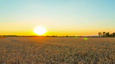 Olgun buğday ve gün batımı tarlası, zaman atlamalı