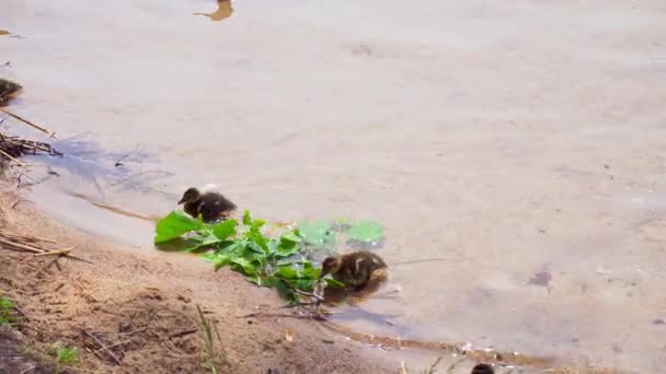 妈妈鸭子和她的小鸭在湖上 — 图库视频影像