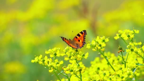 Mariposa Recoge Néctar Flores Amarillas — Vídeos de Stock