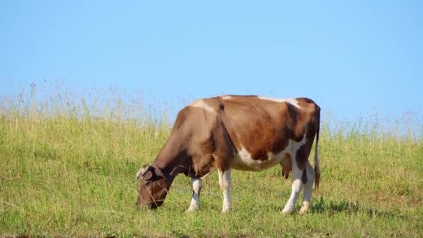 Cows Graze Meadow — Stock Video