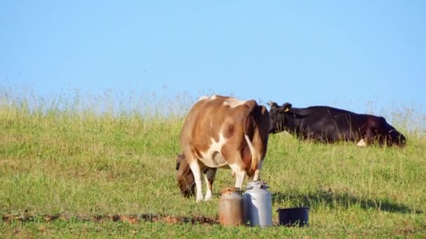 Cows Graze Meadow — Stock Video