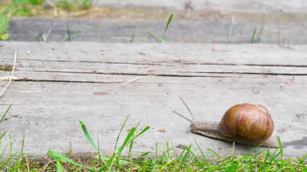 Snail Crawls Wooden Step Time Lapse — Stock Video