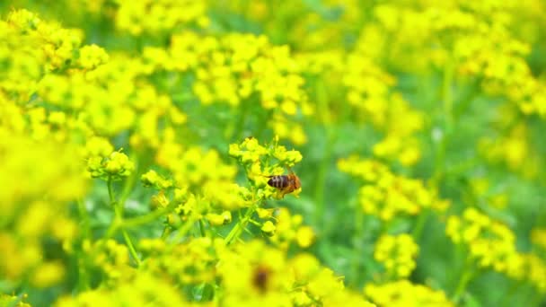 ミツバチは花から蜜を集める — ストック動画