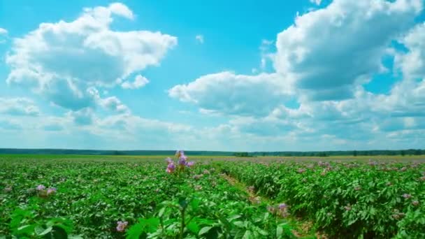 Field Flowering Potatoes Time Lapse Dolly — Stock Video