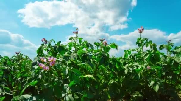 開花ジャガイモのフィールド ドリーとのタイムラプス — ストック動画