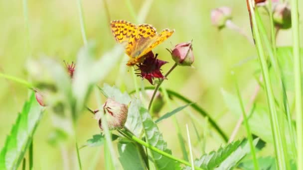 Mariposa Recoge Néctar Una Flor — Vídeos de Stock