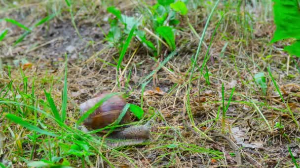 Snail Crawls Ground Time Lapse — Stock Video