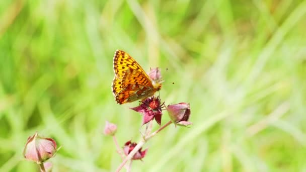 Vlinder Verzamelt Nectar Van Een Bloem — Stockvideo