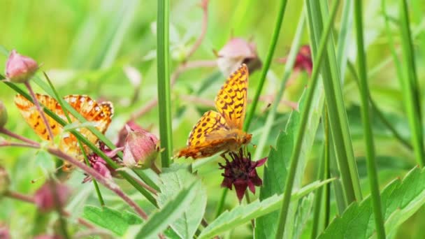 Butterfly Collects Nectar Flower — Stock Video