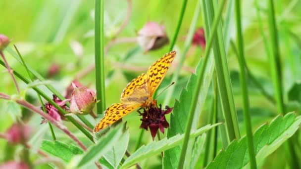 Papillon Recueille Nectar Une Fleur — Video