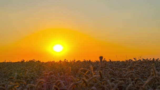 Veld Van Rijp Tarwe Zonsondergang Timelapse — Stockvideo