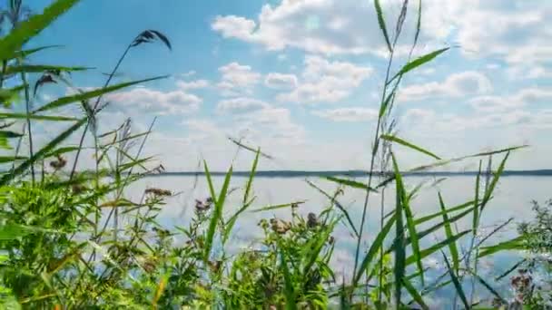 夏季湖与草药 时间推移与滑块 — 图库视频影像