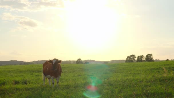 牧草地で好奇心旺盛牛 — ストック動画