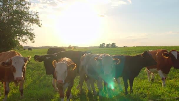 Neugierige Kühe Auf Einer Weide — Stockvideo