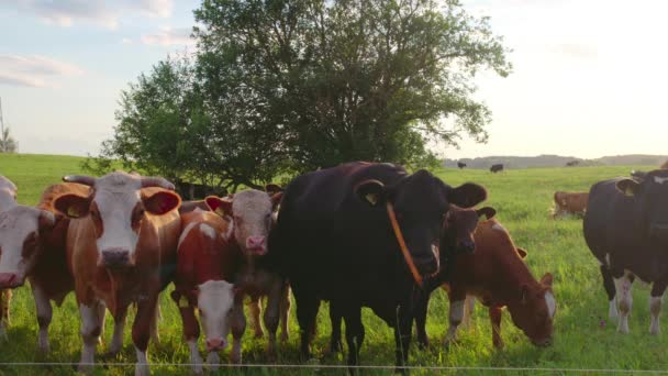 Nieuwsgierige Koeien Een Weide — Stockvideo