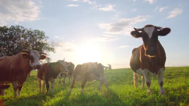 Любопытные Коровы Лугу — стоковое видео