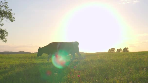 好奇的牛在草地上 — 图库视频影像