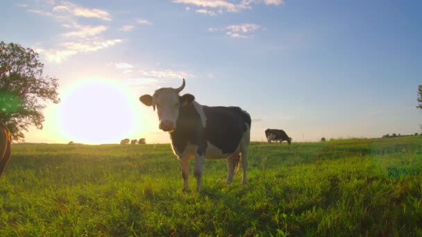 Neugierige Kühe Auf Einer Weide — Stockvideo