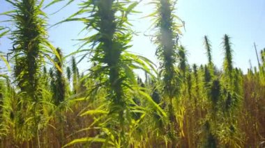 Kenevir tarlalarda güneşte olgunlaşır