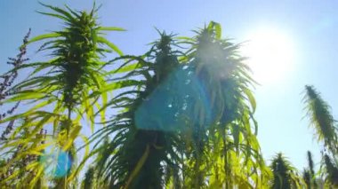 Kenevir tarlalarda güneşte olgunlaşır