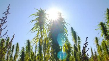 Kenevir tarlalarda güneşte olgunlaşır