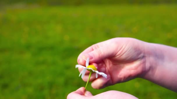 Frau Tippt Auf Eine Blüte Einer Kamille — Stockvideo