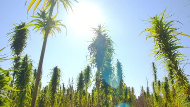 Cannabis Rijpt Zon Plantages — Stockvideo