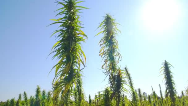 Cannabis Matang Bawah Sinar Matahari Perkebunan — Stok Video