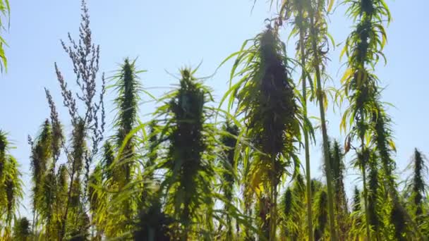 Cannabis Rijpt Zon Plantages — Stockvideo