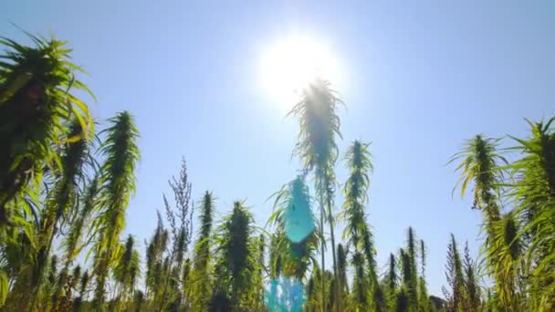 Cannabis Rijpt Zon Plantages — Stockvideo