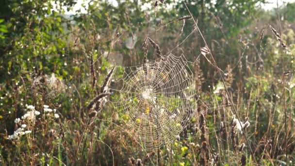 Red Araña Con Rocío Por Mañana — Vídeo de stock