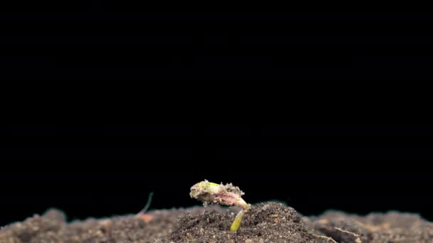 大麻の芽は アルファマットで 迅速に成長し タイムラプス — ストック動画