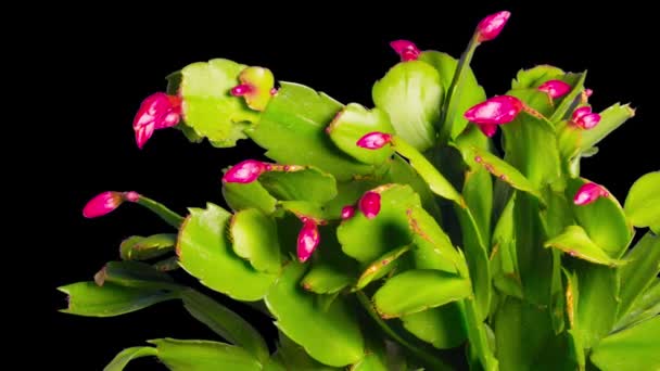 Schlumbergera Blooms Time Lapse Alpha Channel — Stock Video