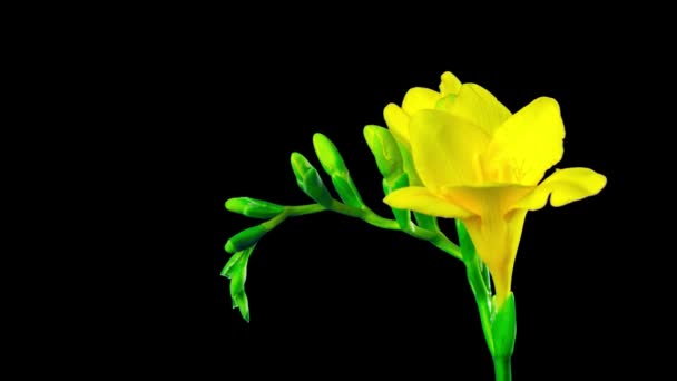 Flower Freesia Blossoms Timelapse Met Alfakanaal — Stockvideo