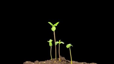 Kenevir filizi hızlı büyür, Alpha mat ile zaman aşımına uğrar