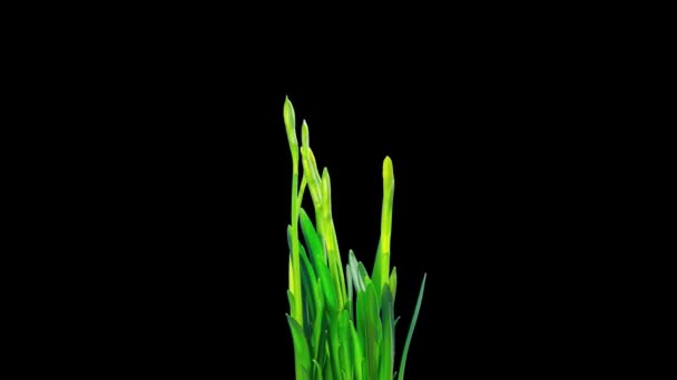 Fioritura Gialla Narciso Time Lapse Con Canale Alfa — Video Stock