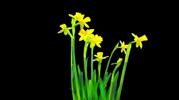 黄色水仙花 带阿尔法通道的延时 — 图库视频影像