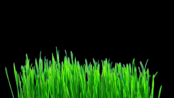 Grüne Weizenkeime Wachsen Zeitraffer Mit Alphakanal — Stockvideo
