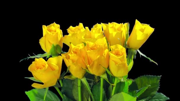 Yellow Roses Die Time Lapse Alpha Channel — Stock Video